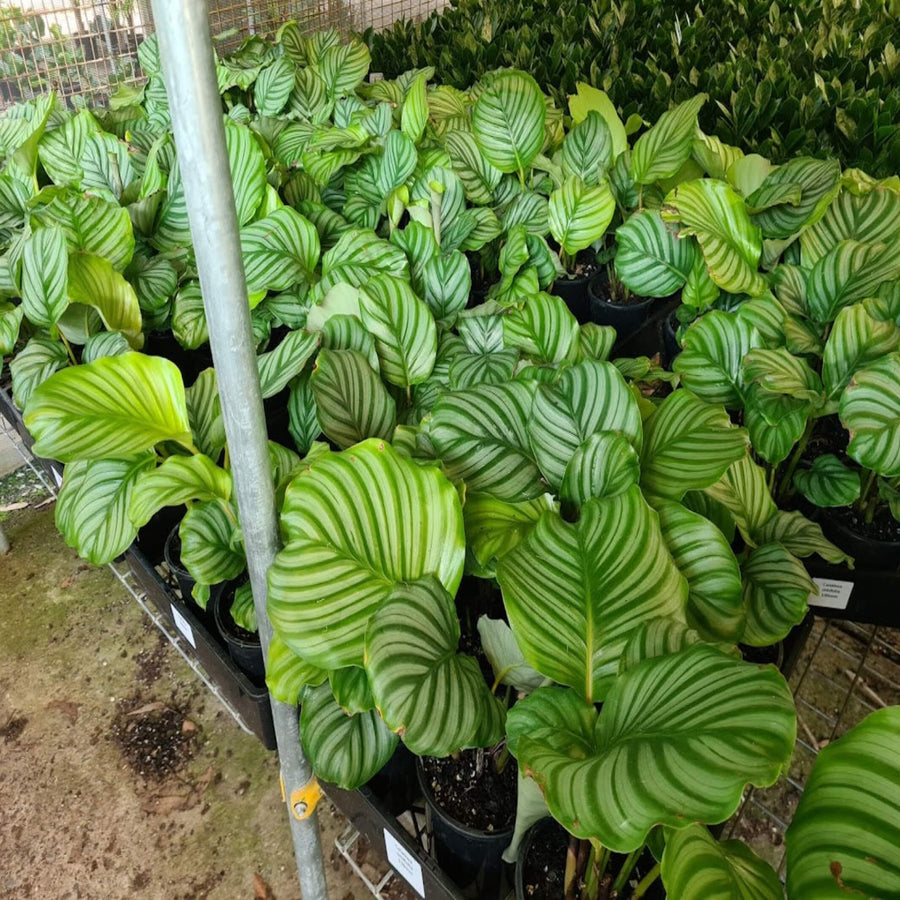 Calathea orbifolia 130 mm