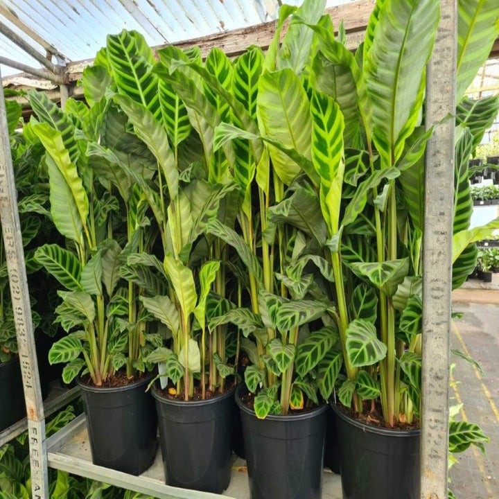 Calathea zebrina Zebra Plant 300 mm