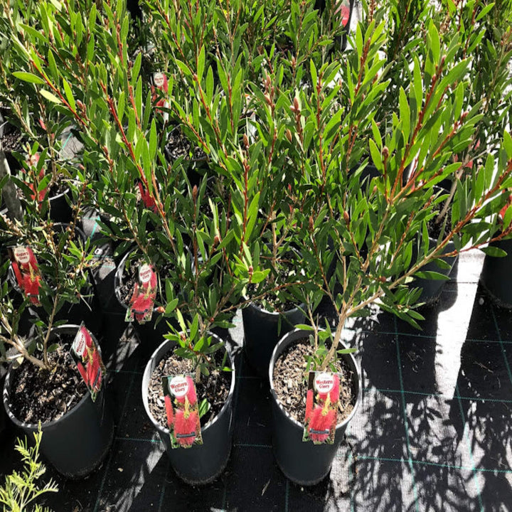 Callistemon Western Glory 200 mm