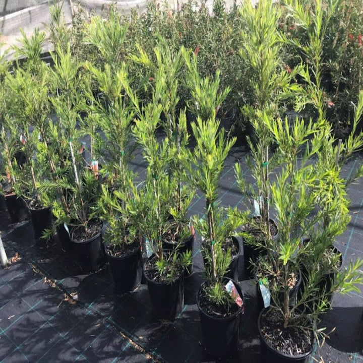 Callistemon Western Glory 200 mm