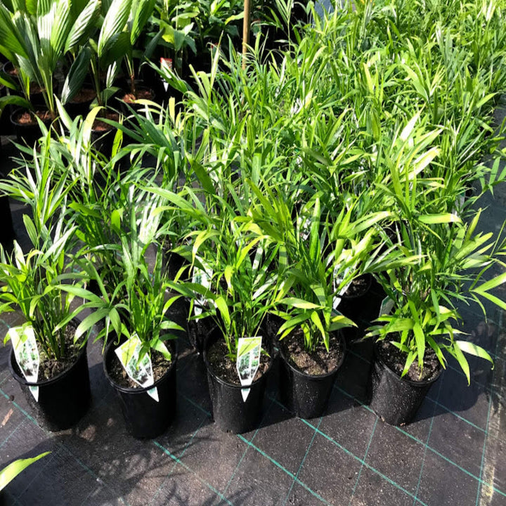 Chamaedorea atroviren Cascade Palm 250 mm