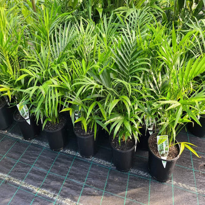 Chamaedorea atroviren Cascade Palm 250 mm