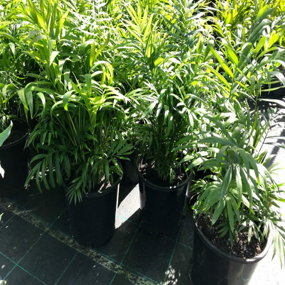 Chamaedorea atroviren Cascade Palm 250 mm