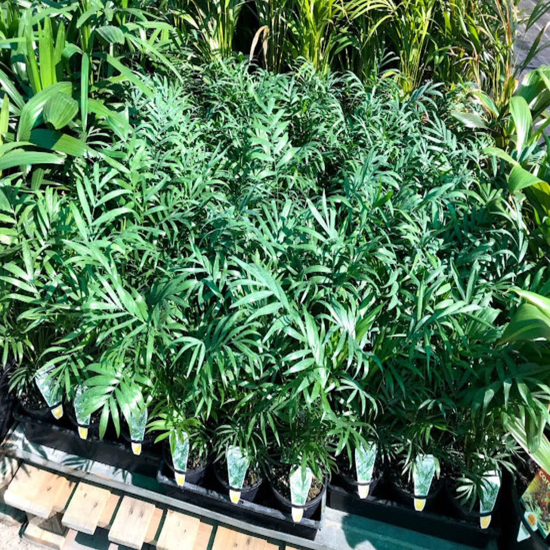 Chamaedorea elegans (Parlour palm)