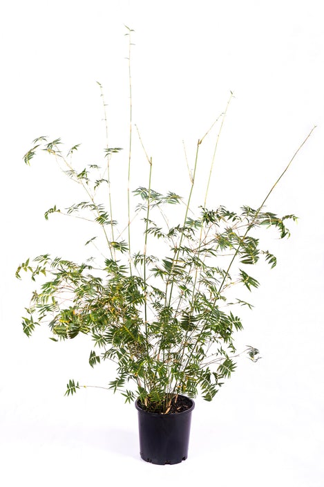 bambusa multiplex rivereorum 200 mm