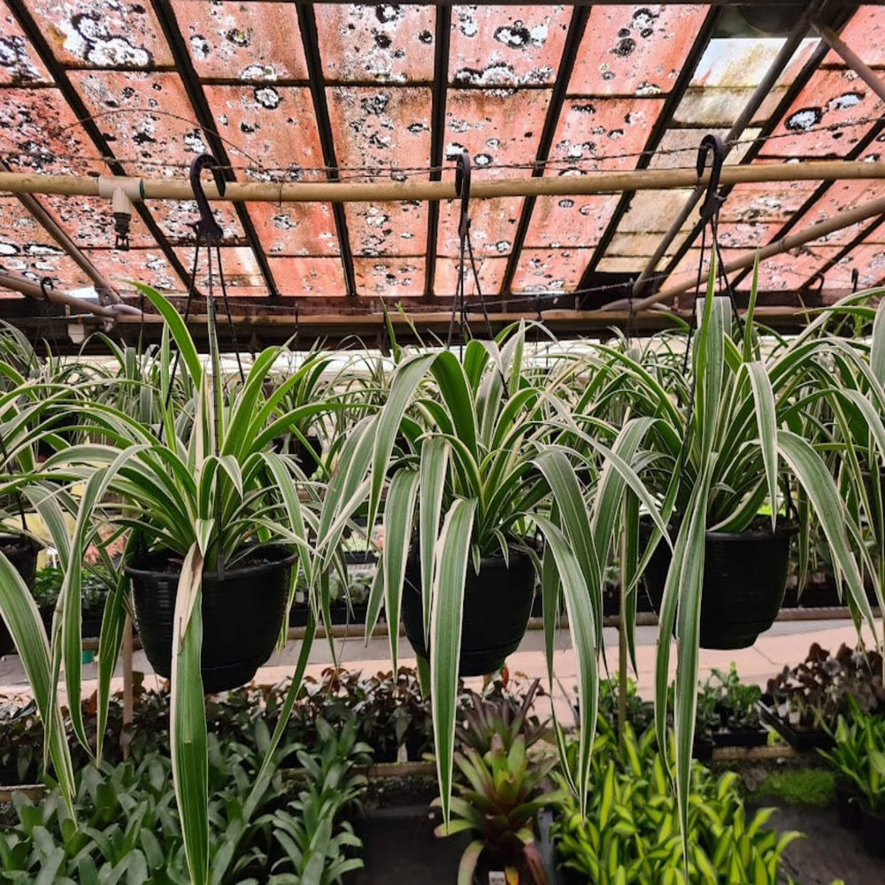 Chlorophytum Mixed 200 mm Hanger