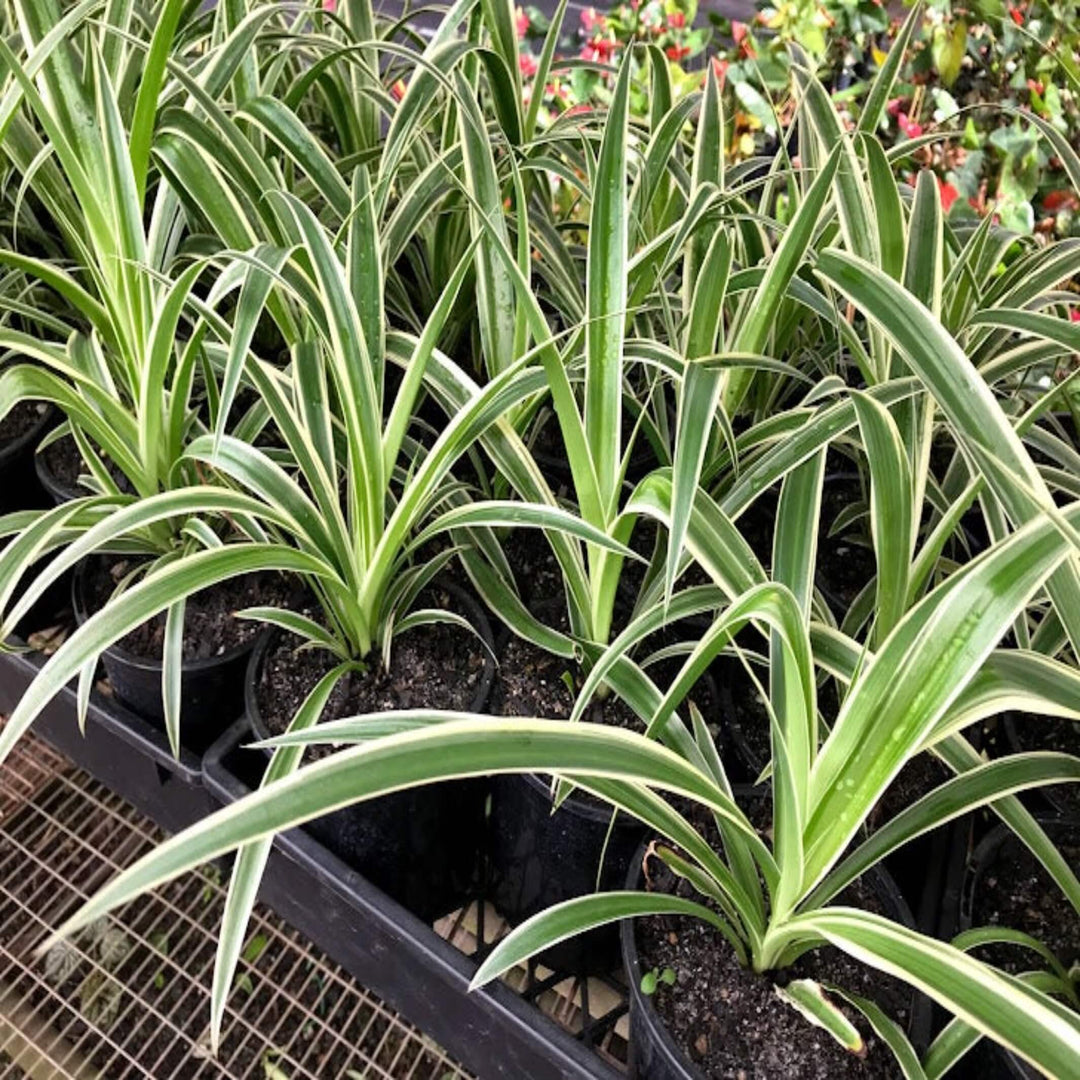 spider plant variegated ocean Buy Spider Plant – Easy Indoor Plant, Chlorophytum comosum – The Australian Plant Shop