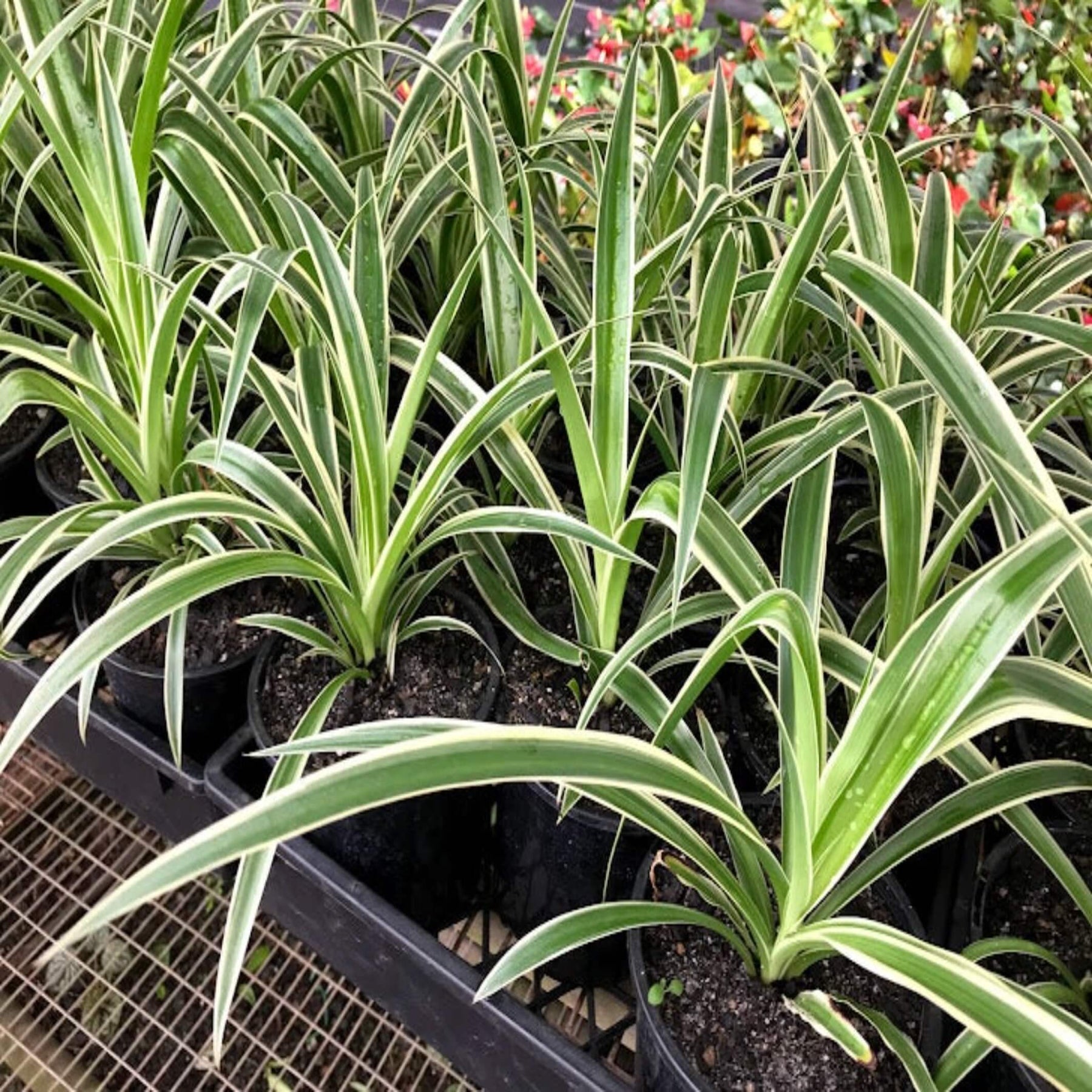 13+ Where To Buy Spider Plants Buy Spider Plant – Easy Indoor Plant, Chlorophytum comosum – The