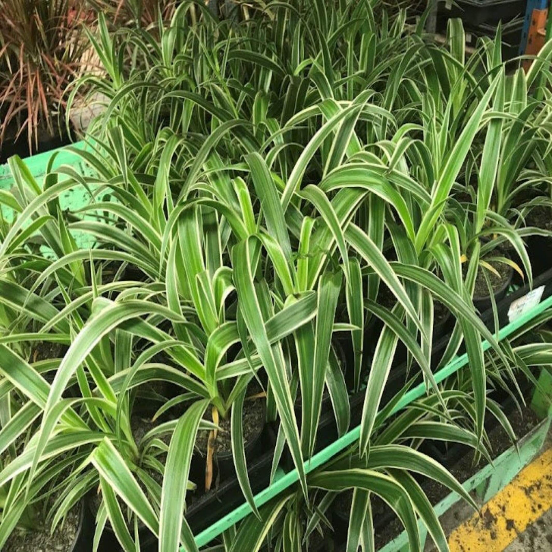 13+ Where To Buy Spider Plants Buy Spider Plant – Easy Indoor Plant, Chlorophytum comosum – The
