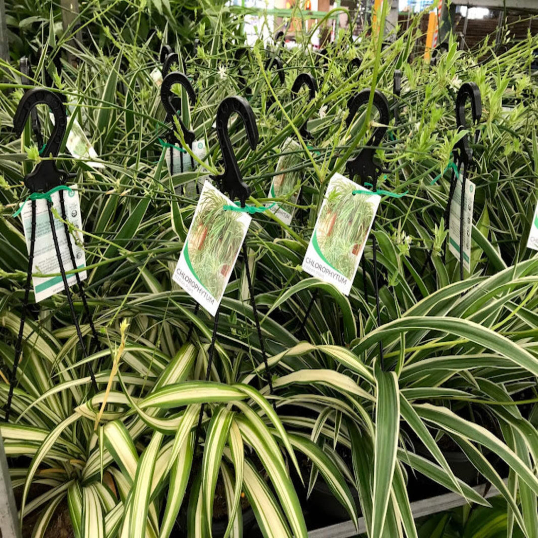 spider plant australia Buy Spider Plant – Easy Indoor Plant, Chlorophytum comosum – The Australian Plant Shop