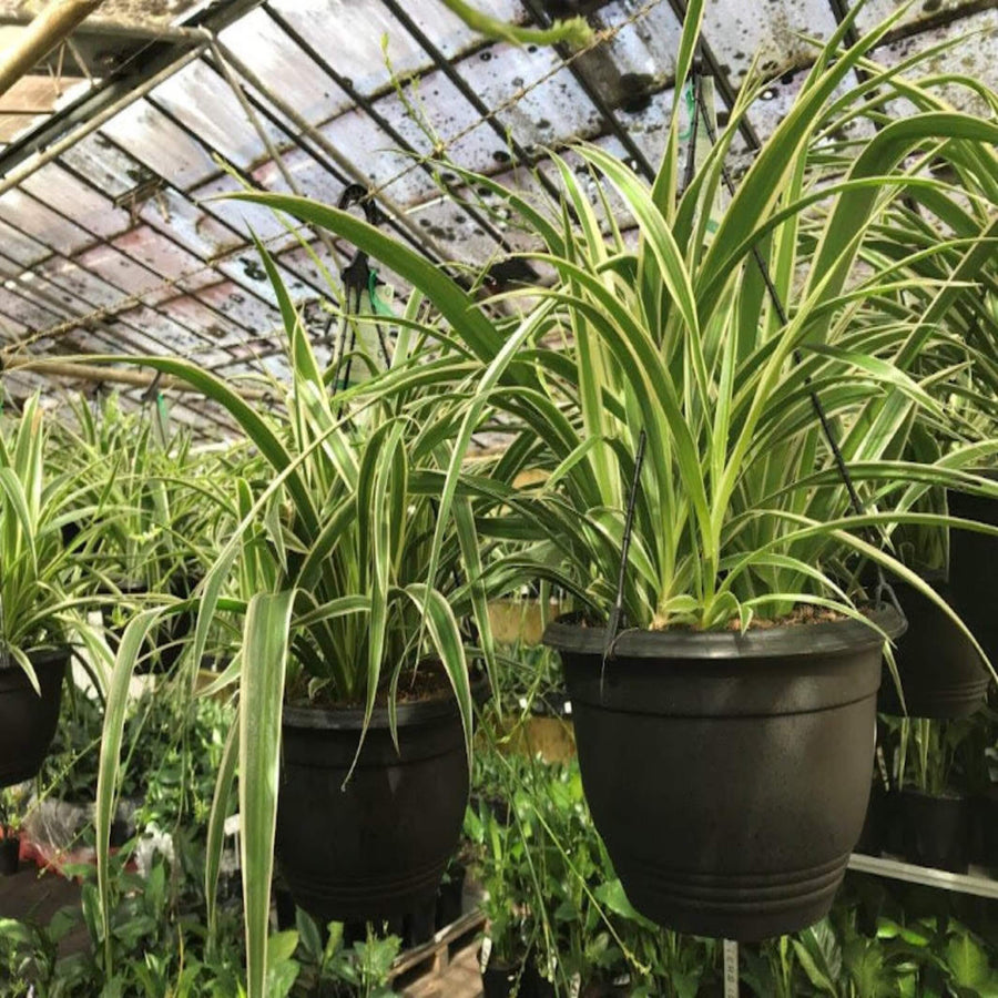 ocean spider plant Buy Spider Plant – Easy Indoor Plant, Chlorophytum comosum – The Australian Plant Shop