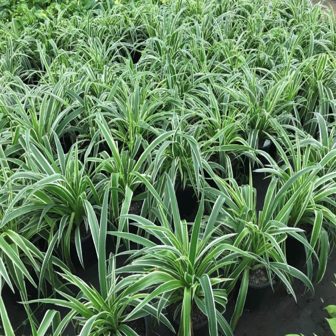 spider plant australia Buy Spider Plant – Easy Indoor Plant, Chlorophytum comosum – The Australian Plant Shop