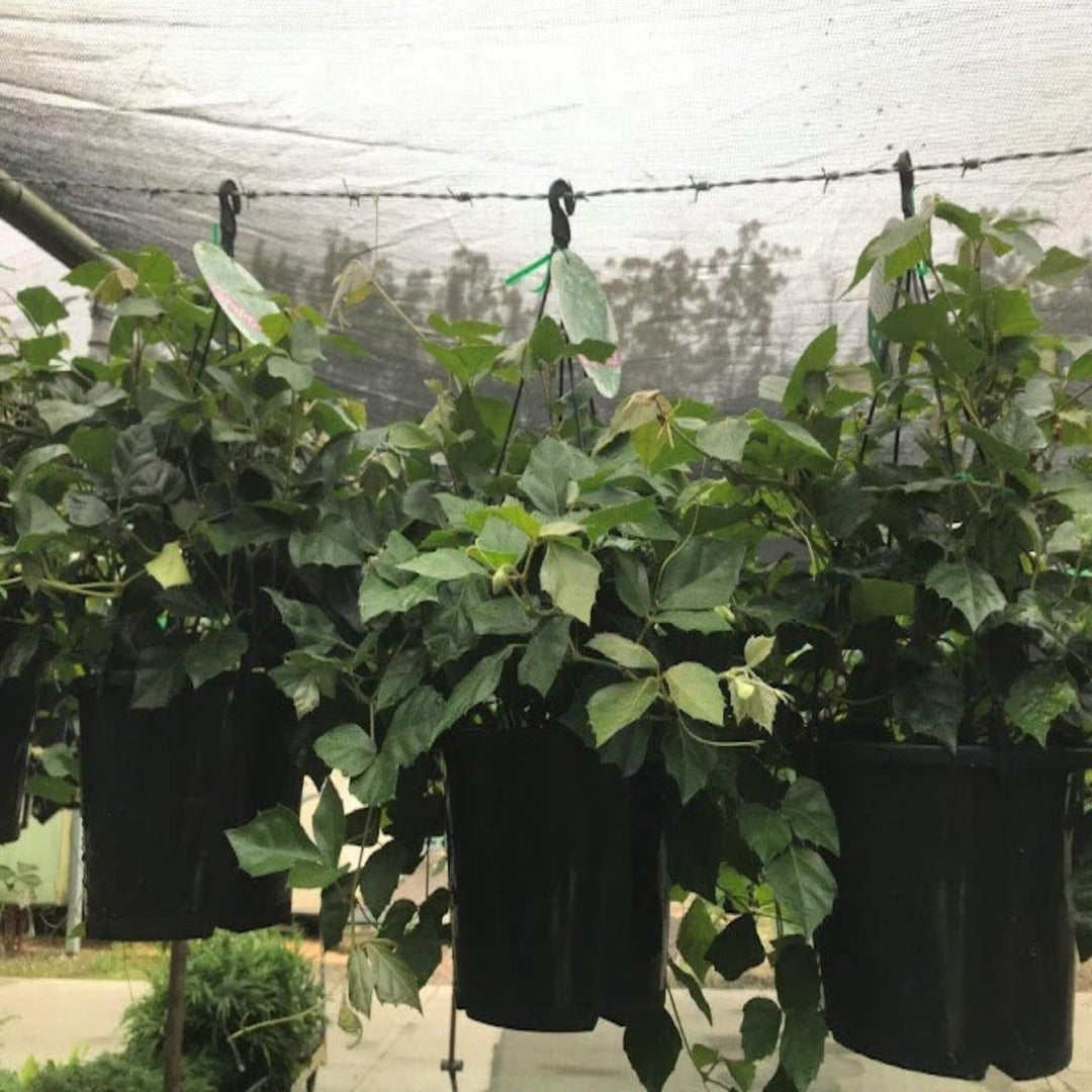 cissus rhombifolia grape ivy 180 mm