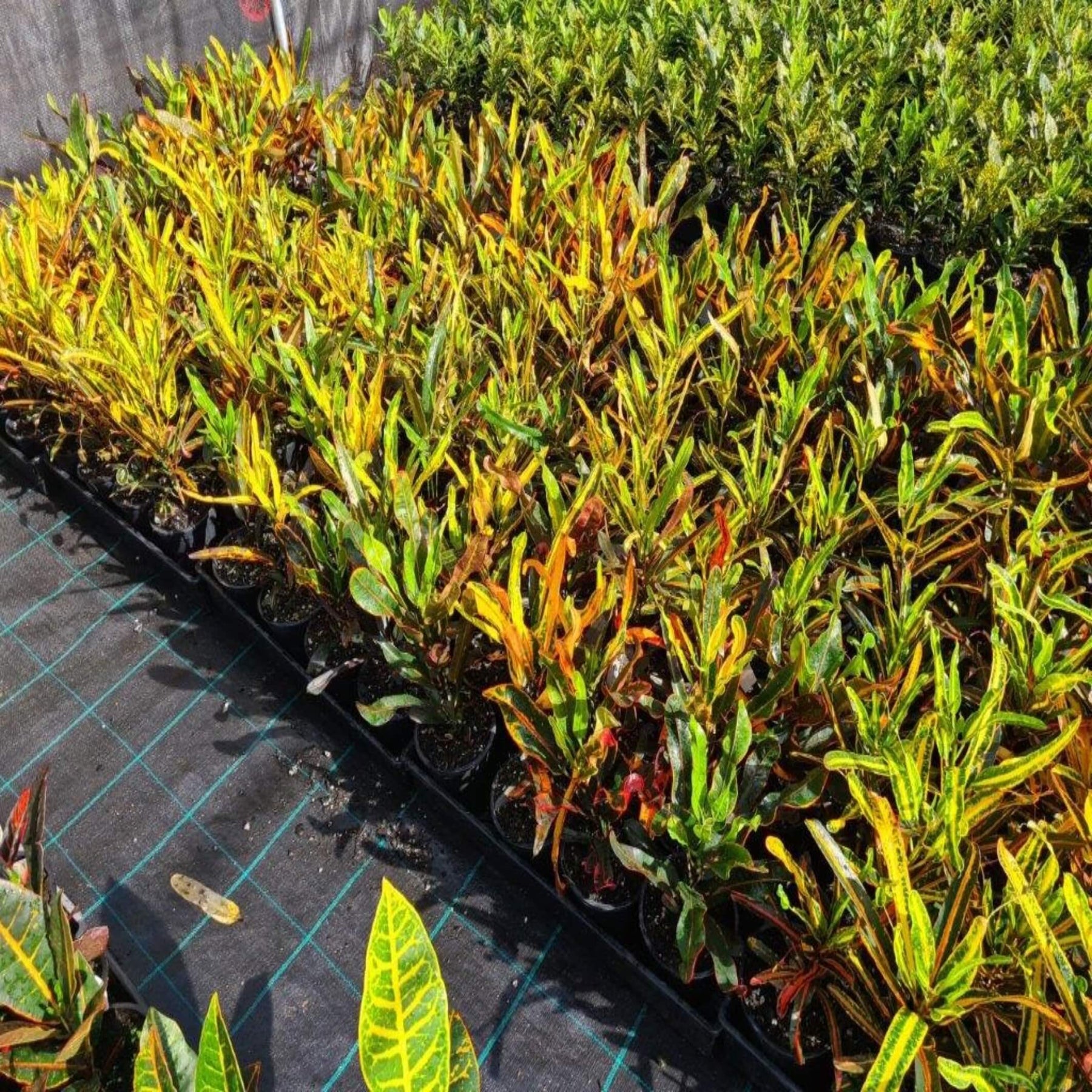 croton mammy hedge Codiaeum (Croton)