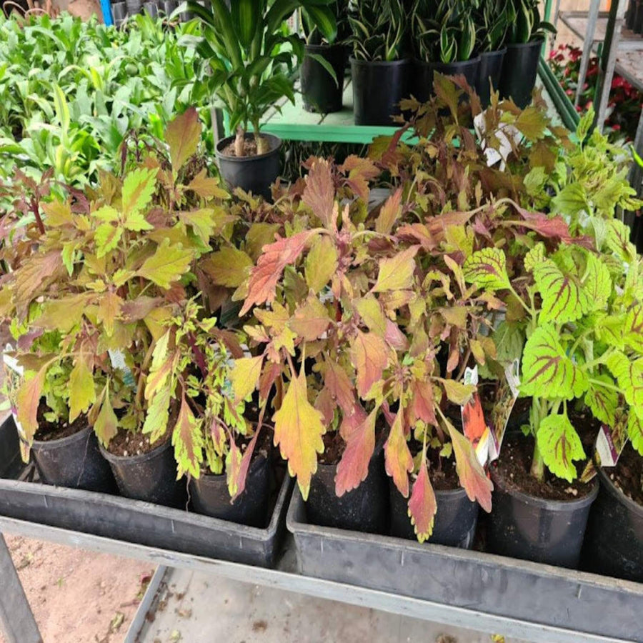 Coleus Mixed 140 mm
