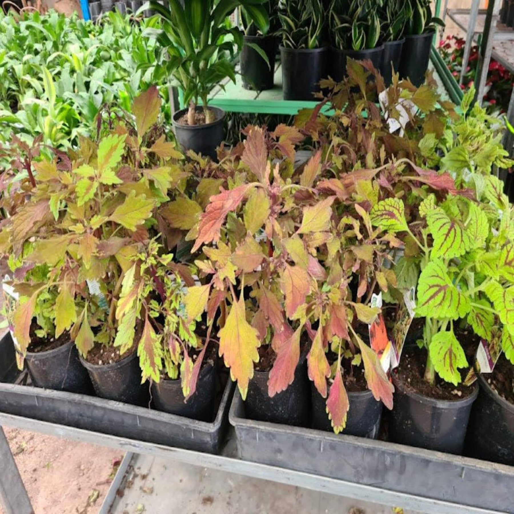 Coleus Assorted Coleus Assorted - I The Australian Plant Shop