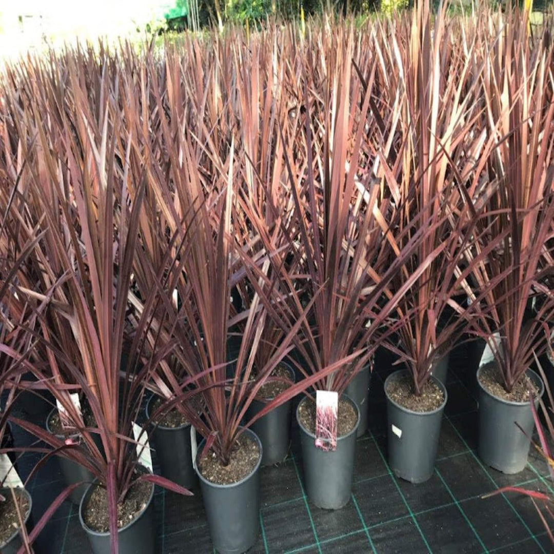 black knight dracaena Cordyline australis 'Black Knight'