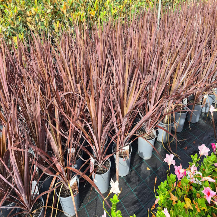 Cordyline australis Black Knight 200 mm