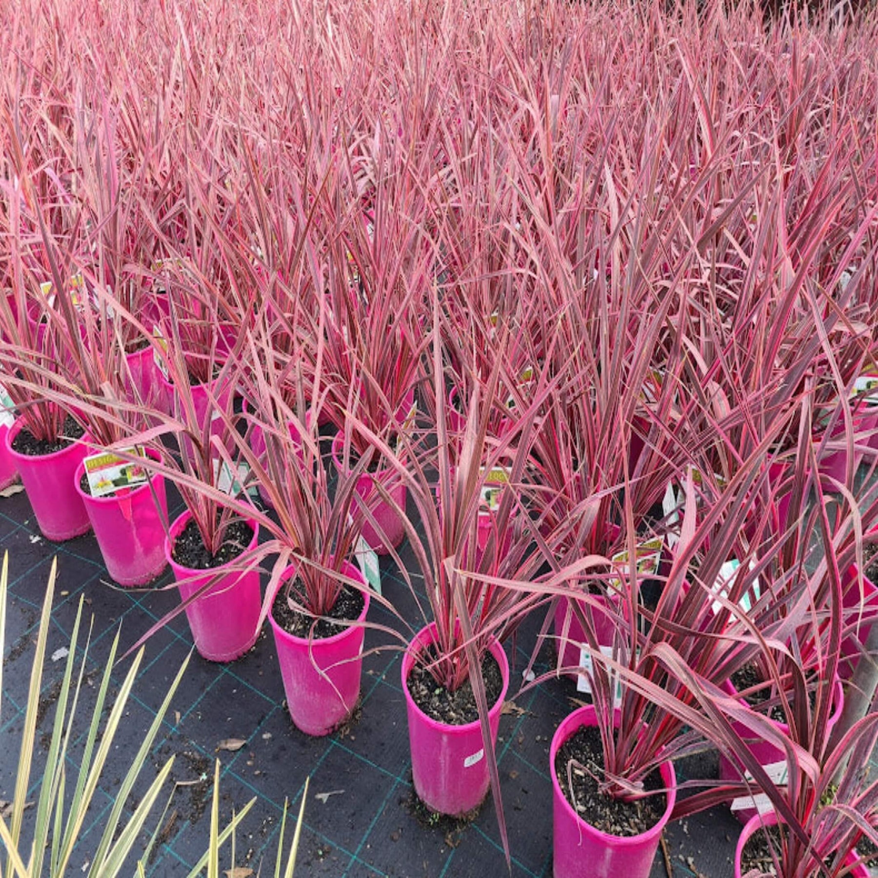 Cordyline banksil 'Electric Pink' - I Forest Cabbage Tree – The ...