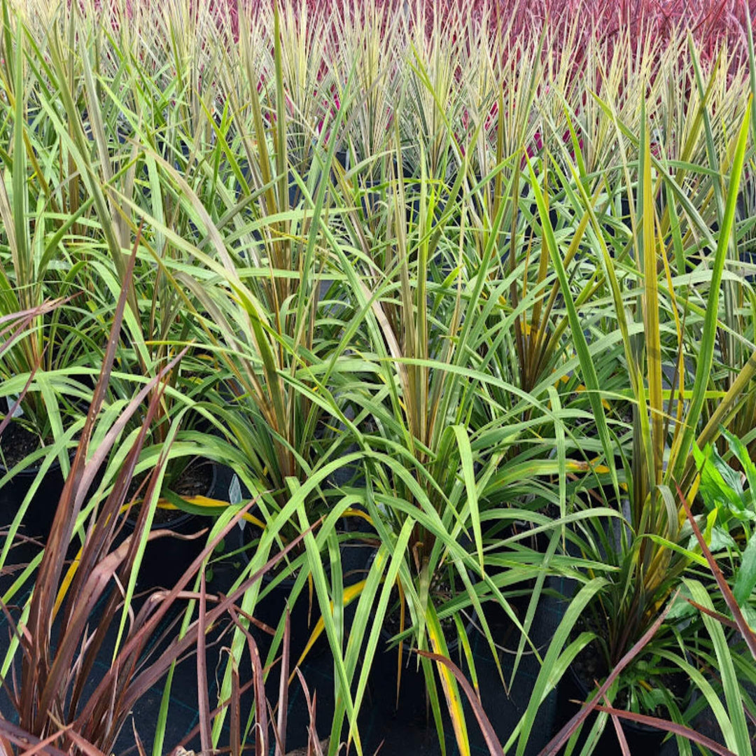Cordyline australis Green Magic 200 mm