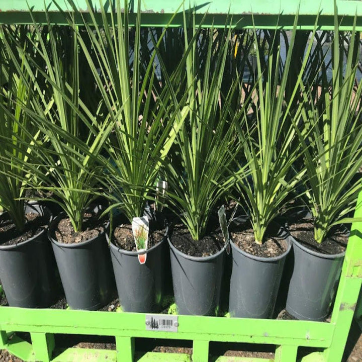 Cordyline australis Kasper Green 200 mm