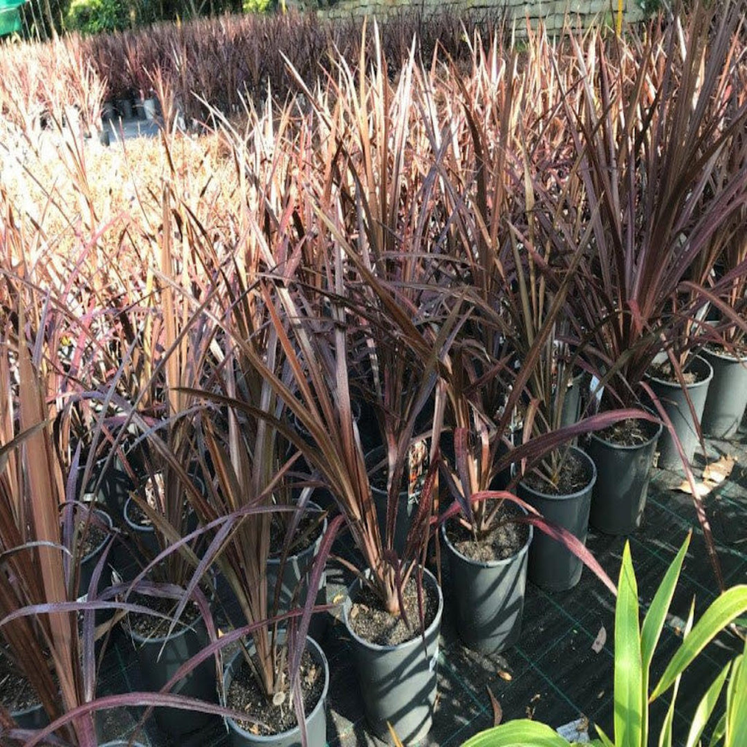 Cordyline australis Red Chocolate 200 mm