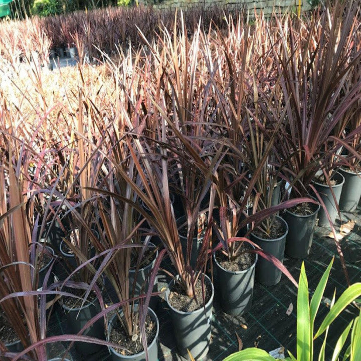 Cordyline australis Red Chocolate 200 mm