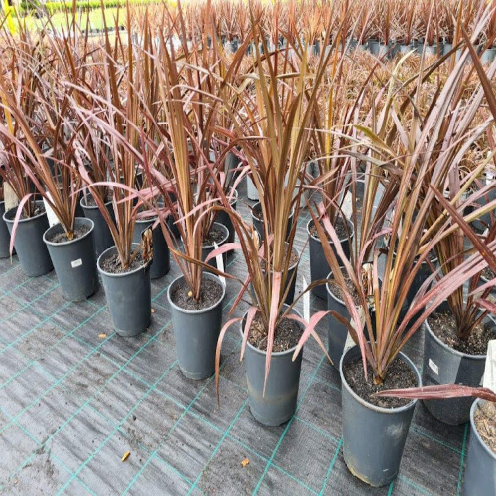 Cordyline australis Red Chocolate 200 mm