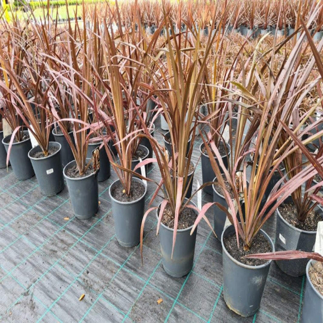 Cordyline australis Red Chocolate 200 mm
