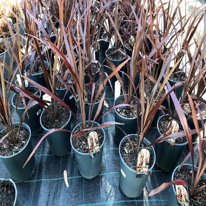 Cordyline australis Red Chocolate 200 mm