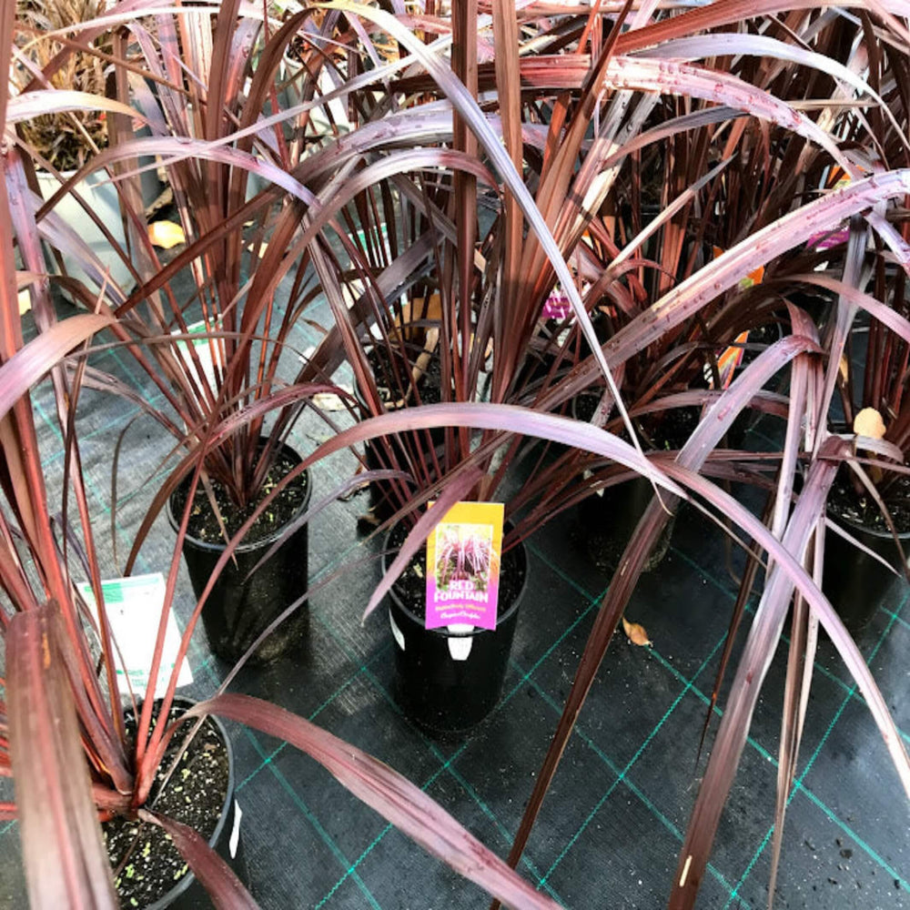 Cordyline australis Red Fountain 250 mm