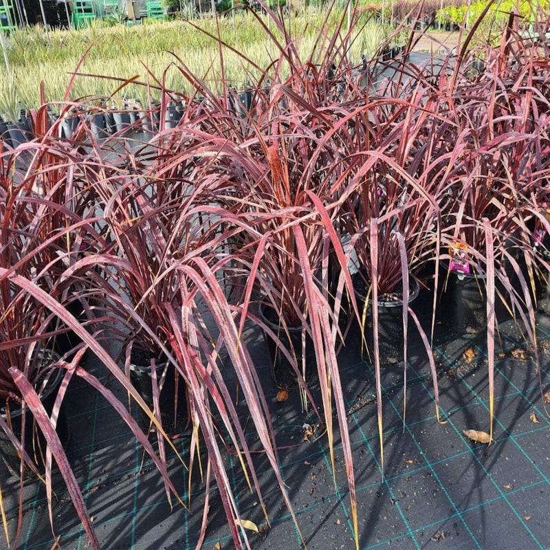 Cordyline australis Red Fountain 250 mm