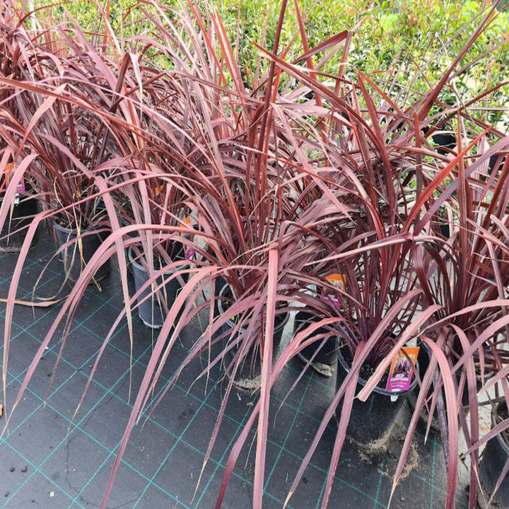 Cordyline australis Red Fountain 250 mm