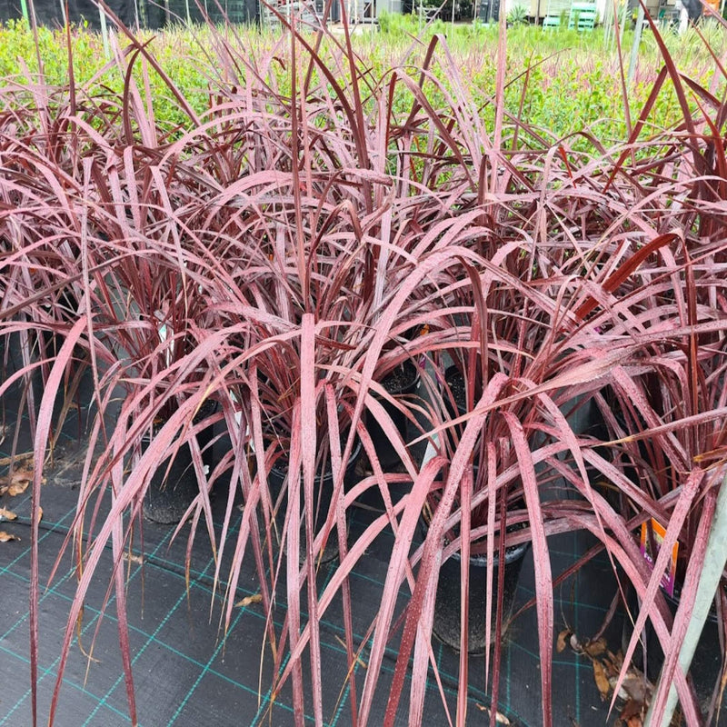 Cordyline australis Red Fountain 175 mm