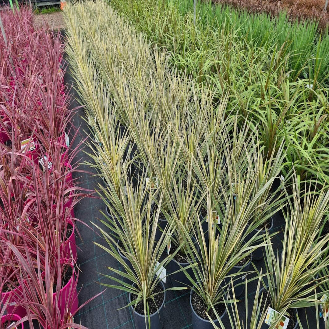 torbay dazzler dracaena palm Cordyline australis 'Torbay Dazzler'