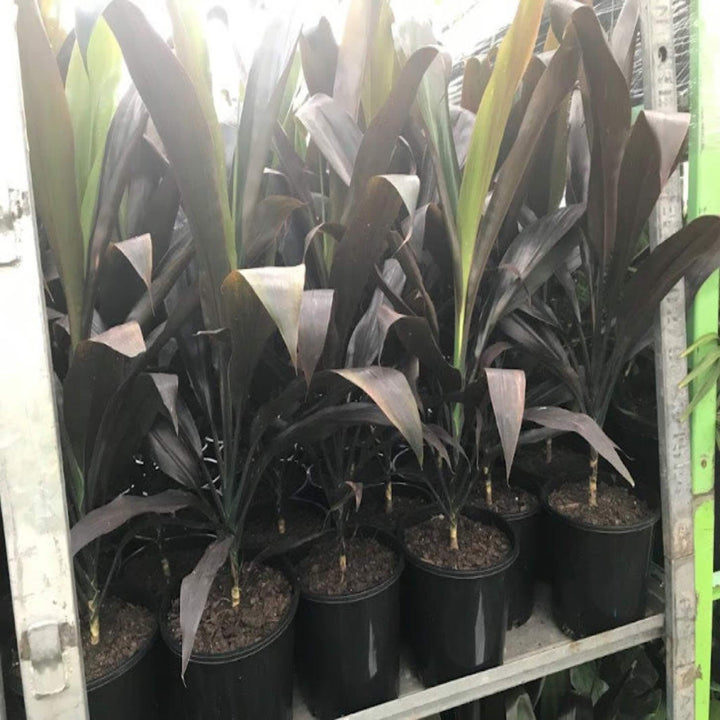 Cordyline fruticosa Negra 300 mm