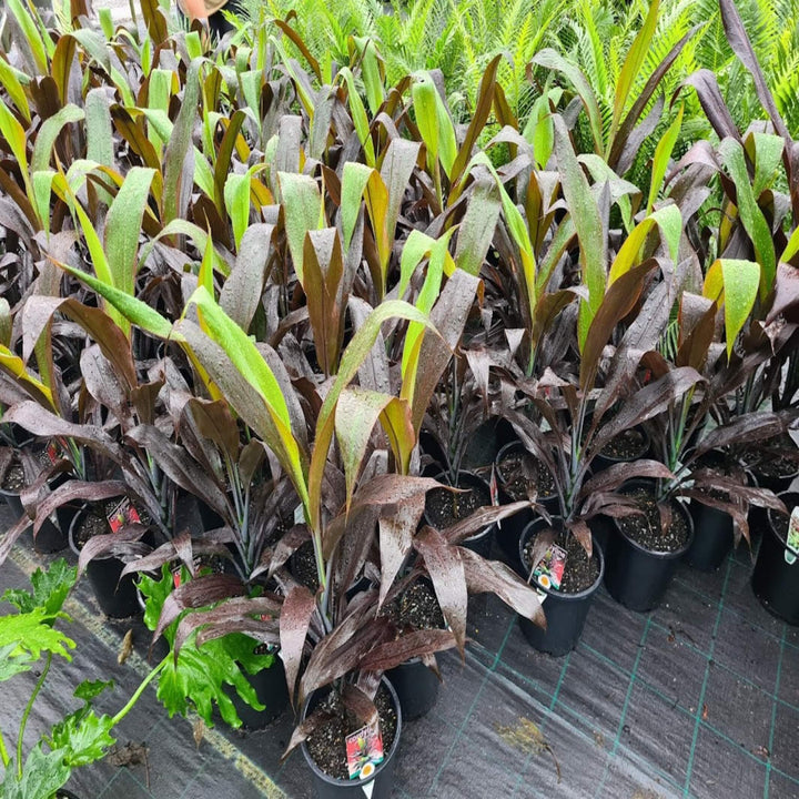 Cordyline fruticosa Negra 400 mm
