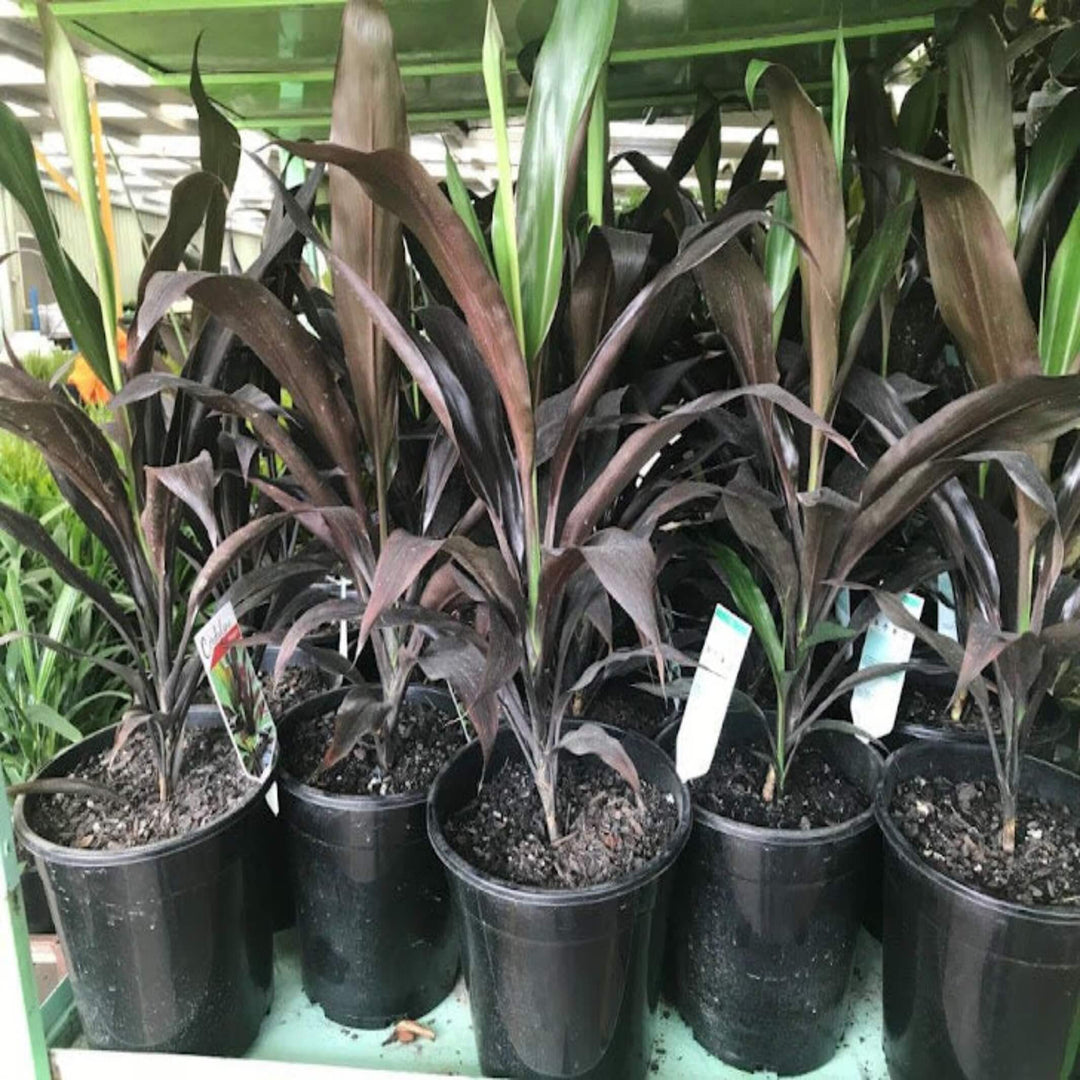 Cordyline fruticosa Negra 400 mm