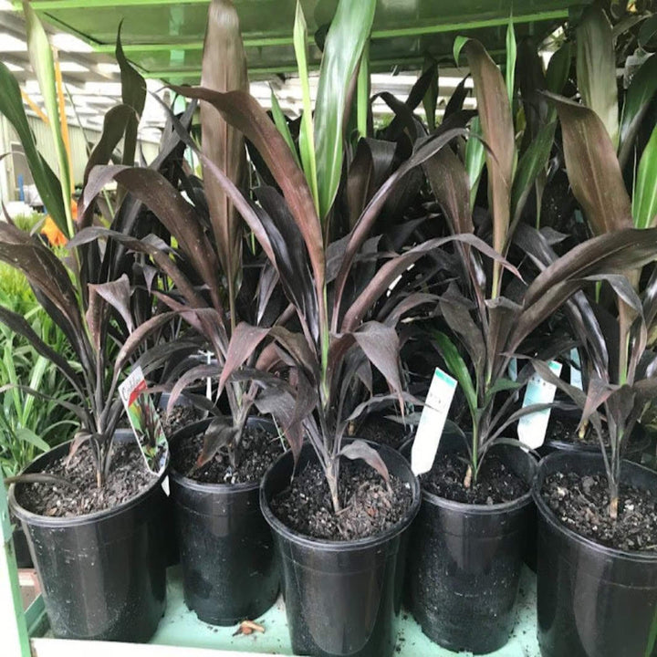 Cordyline fruticosa Negra 400 mm