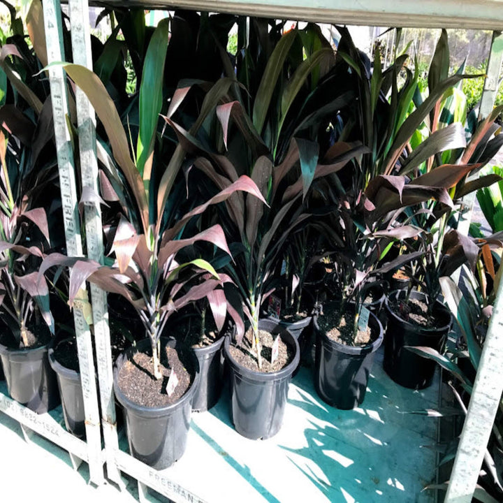 Cordyline fruticosa Negra 400 mm