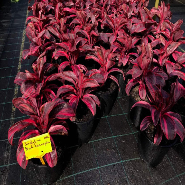 Cordyline fruticosa Pink Champion 200 mm