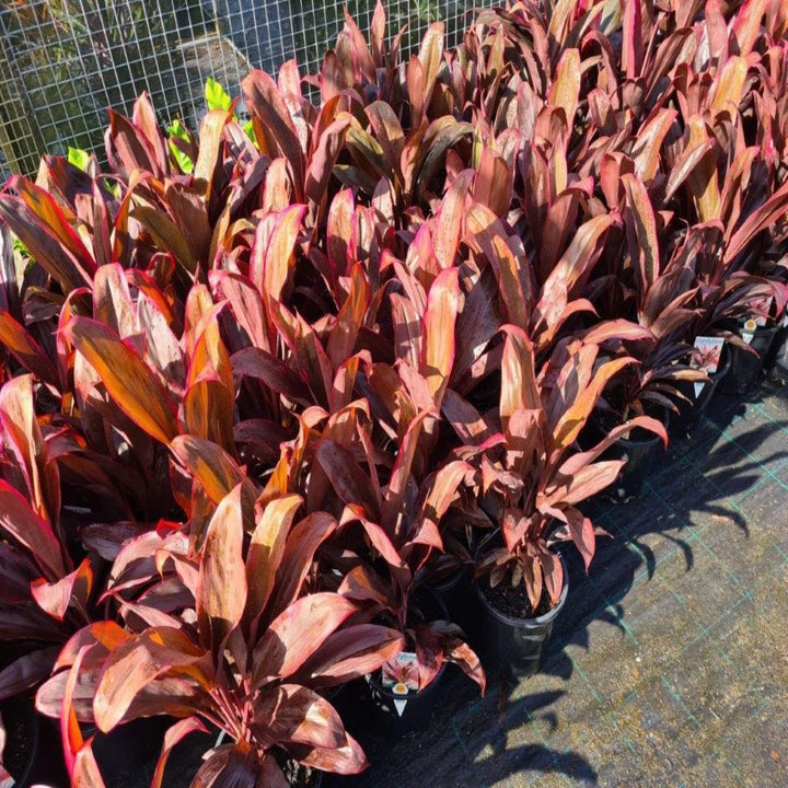Cordyline fruticosa rubra 250 mm