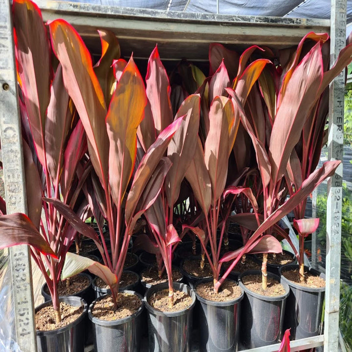 Cordyline fruticosa rubra 300 mm