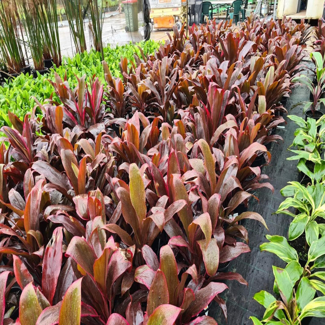 Cordyline fruticosa rubra 200 mm