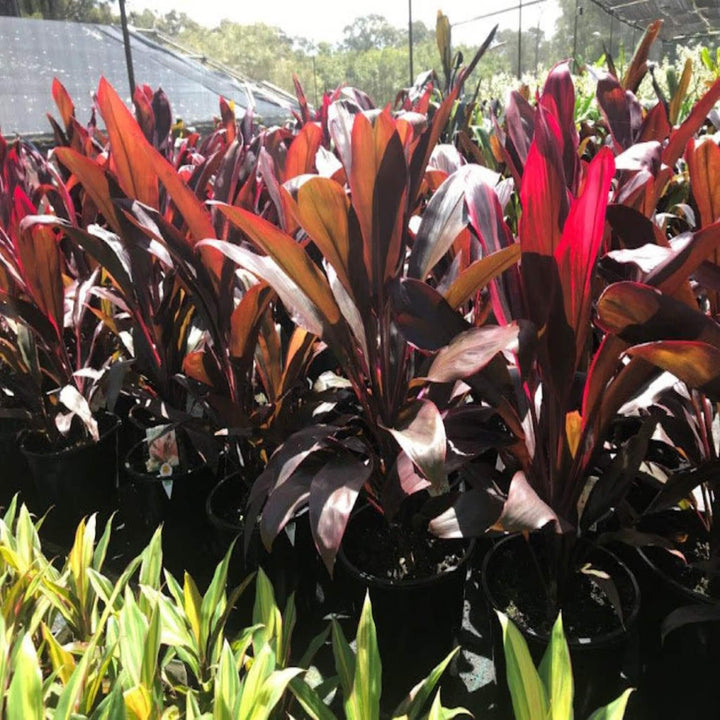 Cordyline fruticosa rubra 300 mm