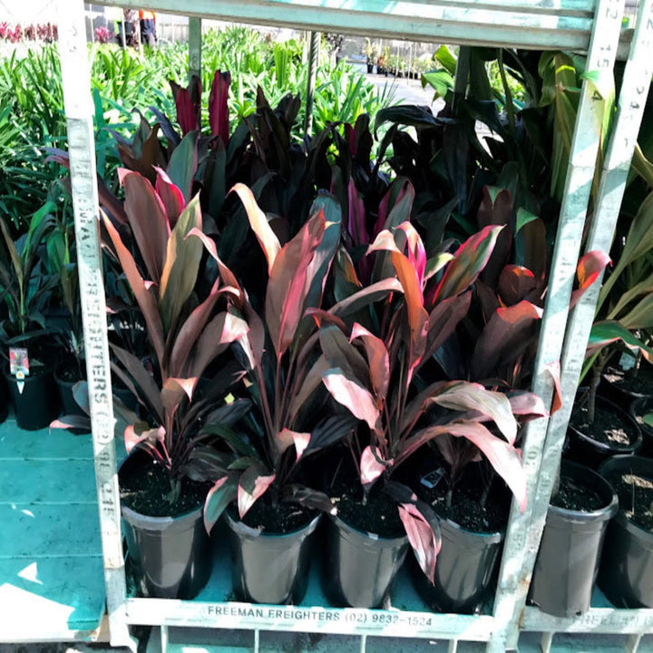 Cordyline fruticosa rubra 300 mm