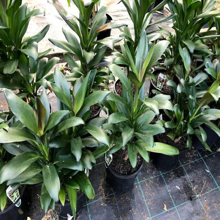 Cordyline glauca Purple Haze 200 mm