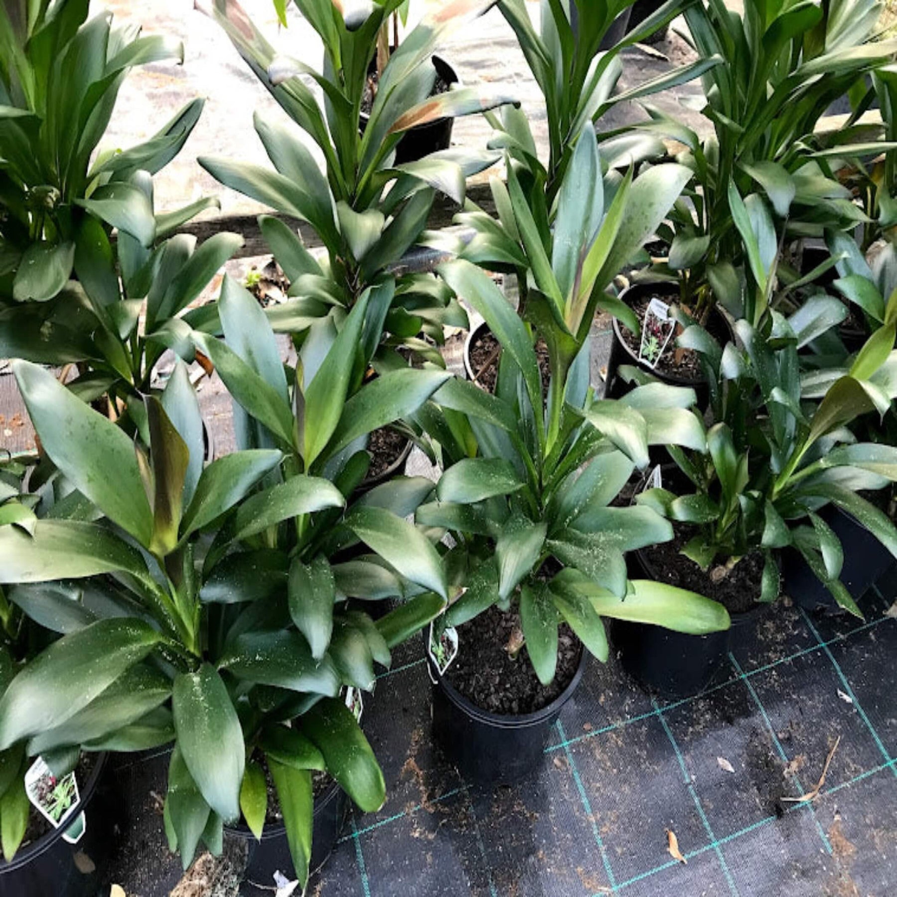 Cordyline glauca 'Purple Haze'- The Australian Plant Shop