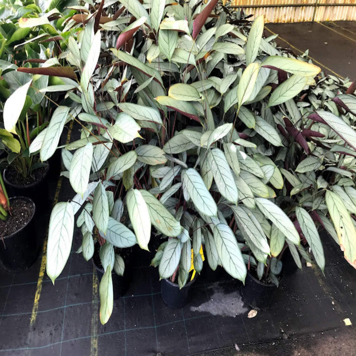 Ctenanthe Grey Star 250 mm