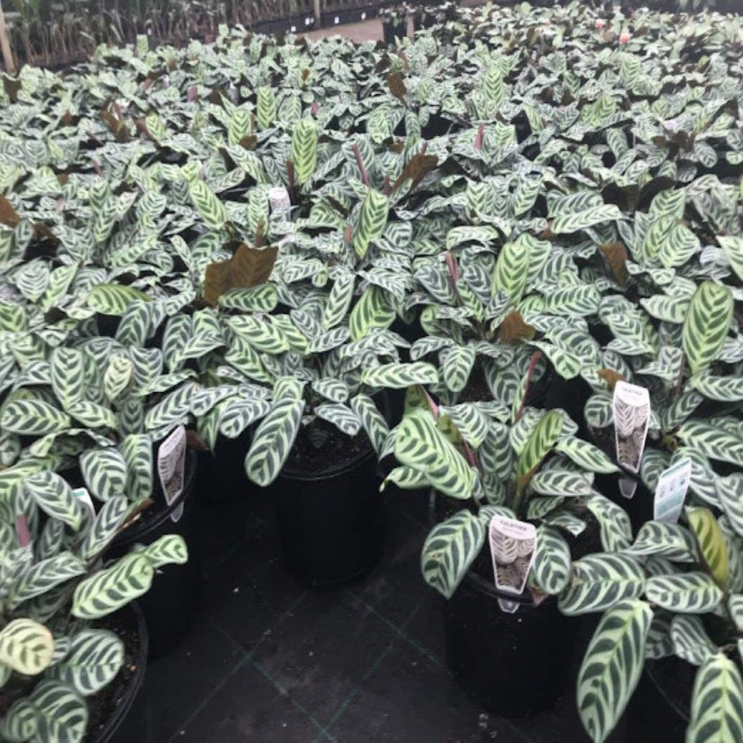 Ctenanthe Burle Marxii 270 mm Hanger